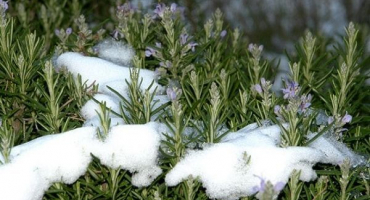 Jak připravit rozmarýn na zimu: kryt, zda kopat a prořezávat